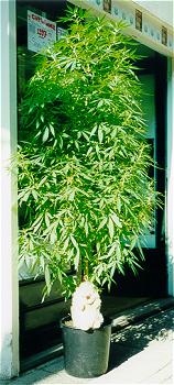 nice tree
